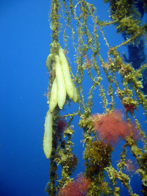 Uova di calamaro (Loligo vulgaris)