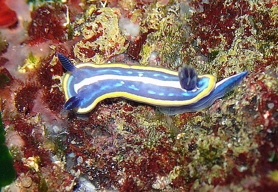 Hypselodoris tricolor