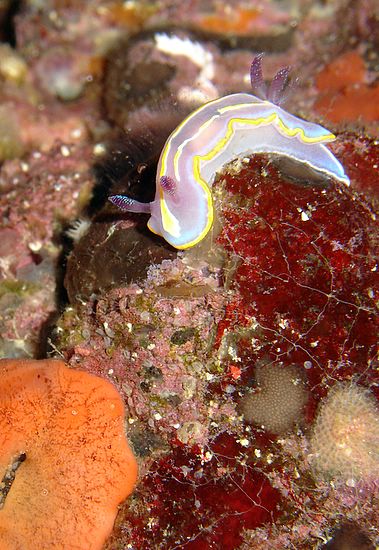 Chromodoris krohni