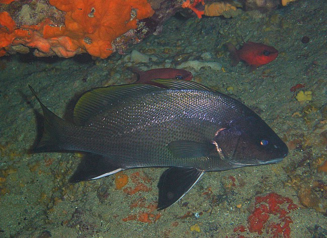 Corvina (Sciena umbra)