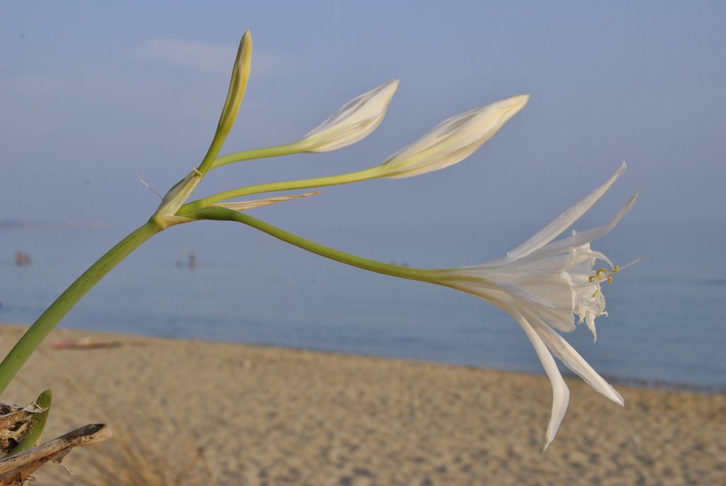 Giglio