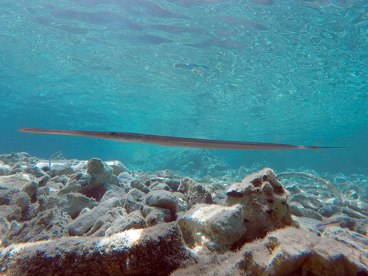 Un alieno fra noi: il pesce flauto