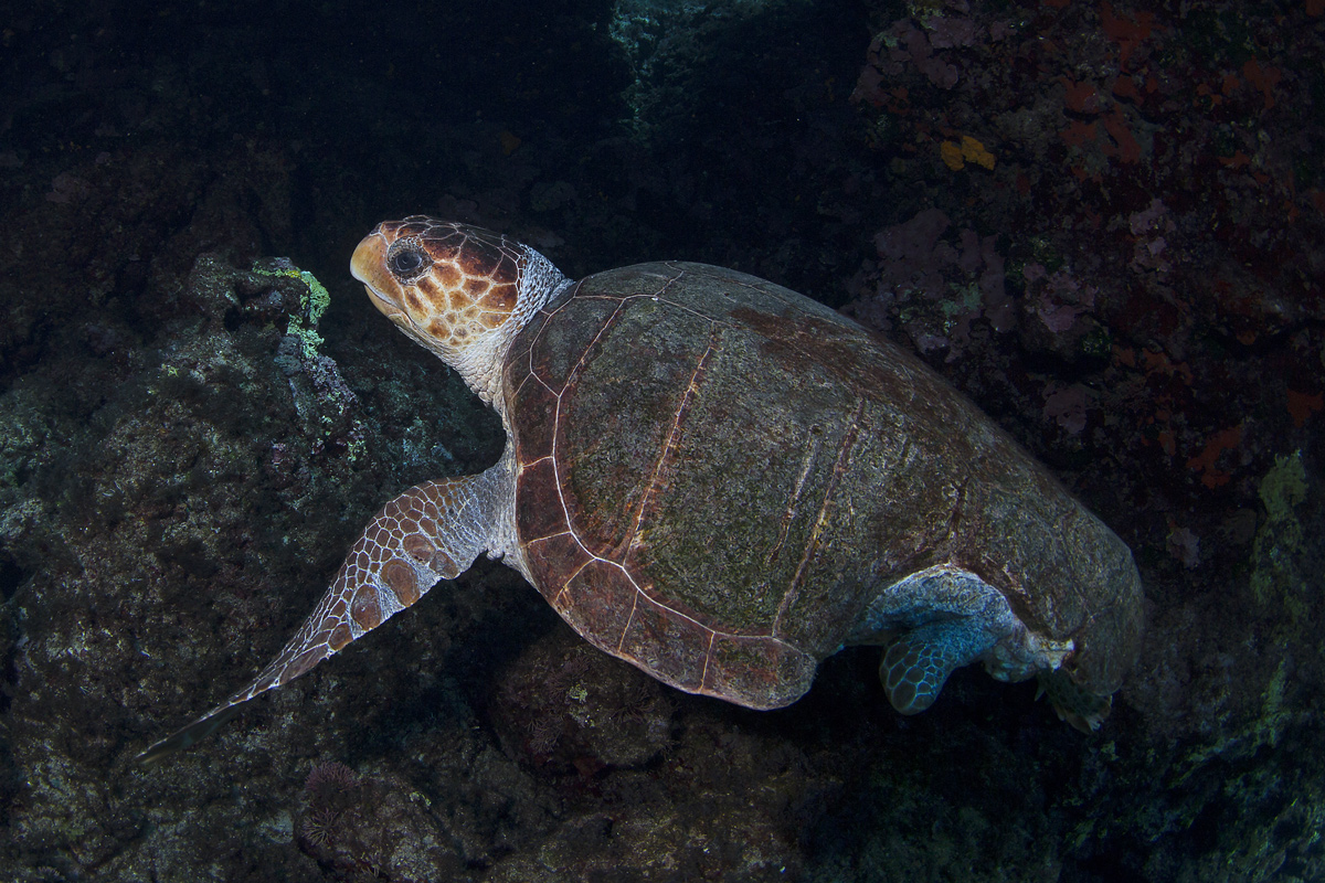 L'incredibile resistenza delle tartarughe di mare