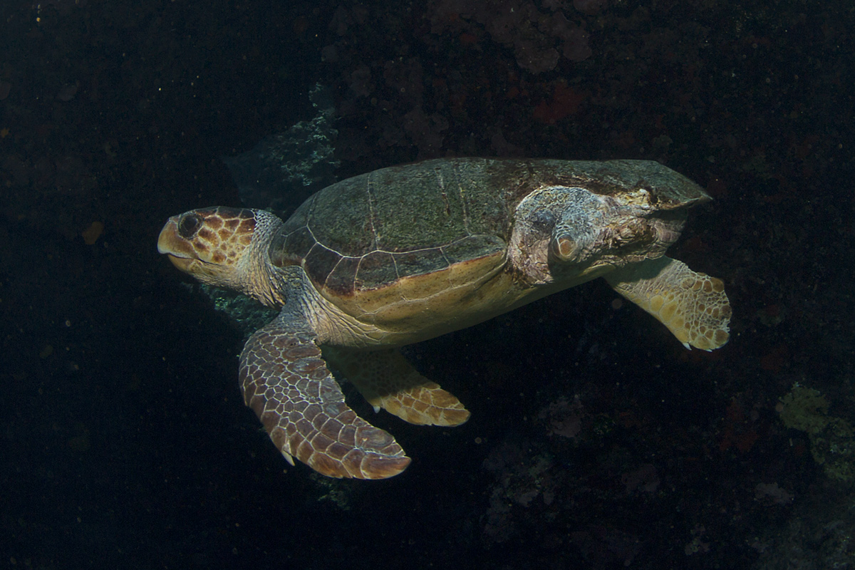L'incredibile resistenza delle tartarughe di mare