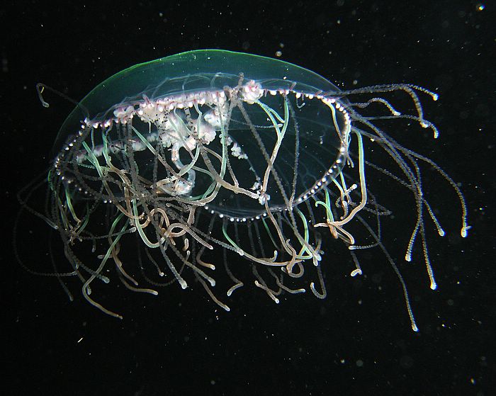 Olindas phosphorea