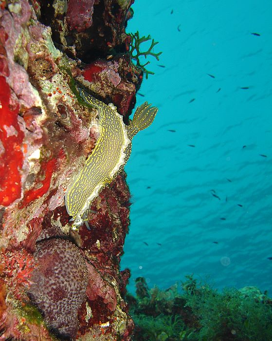 Hypselodoris