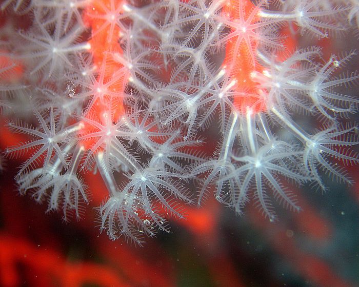 Corallo rosso