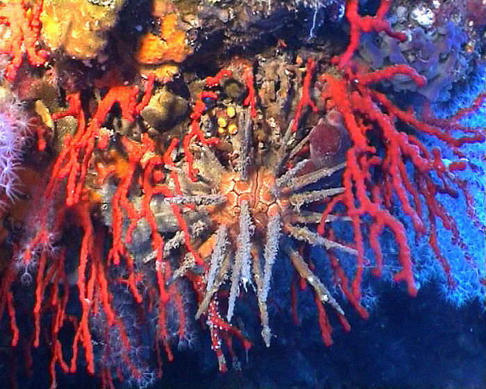 Riccio saetta (o riccio matita) e corallo rosso