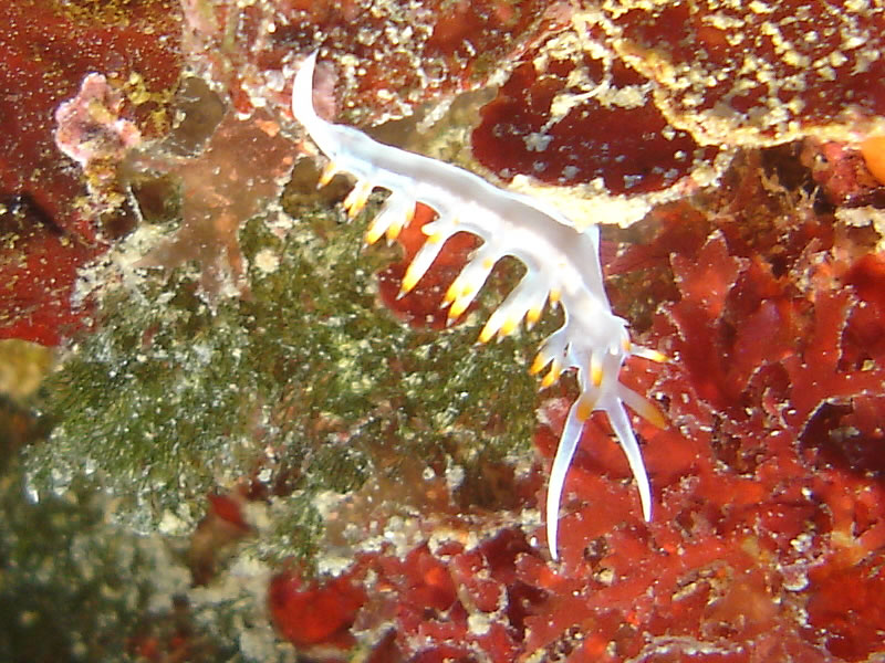Nudibranco (Flabellina)