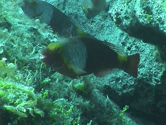 Pesce pappagallo (Scarus cretensis)