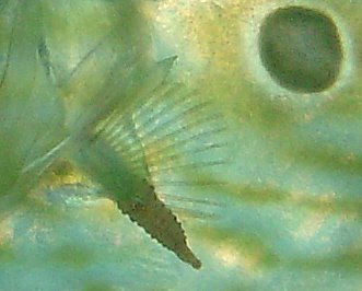 Pesce San Pietro