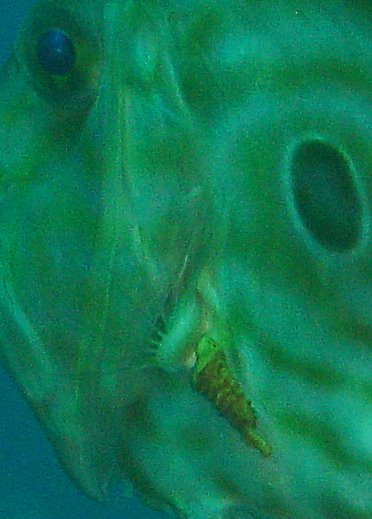 Pesce San Pietro