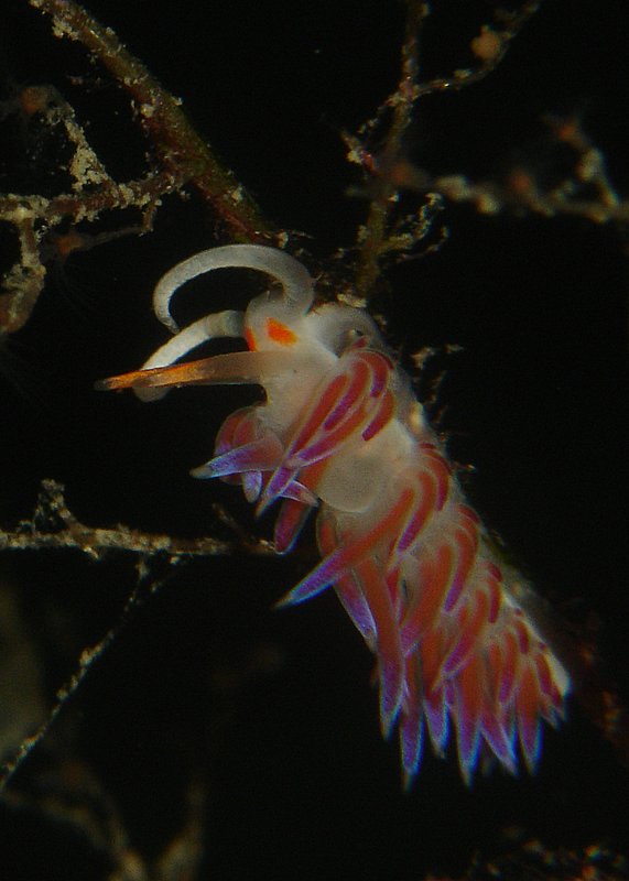 Crinoide