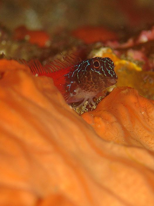 Blennide