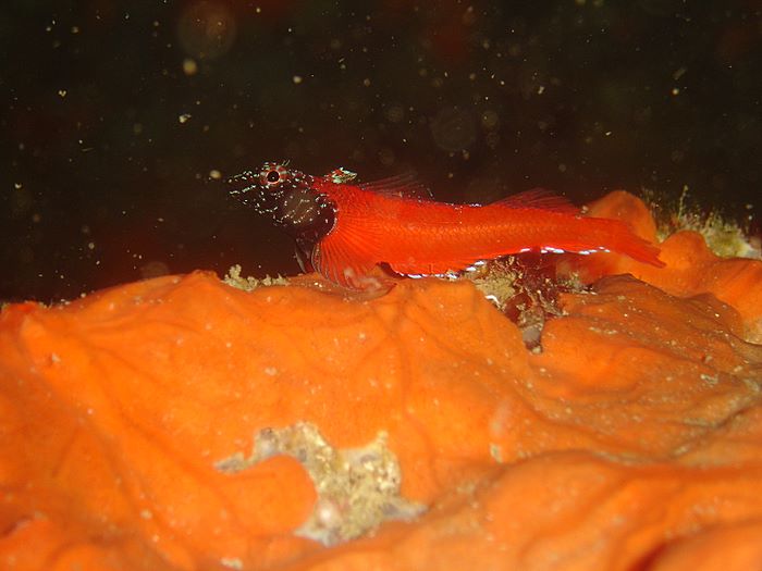 Blennide