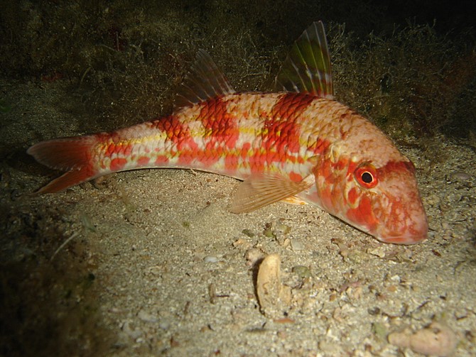 Stella marina