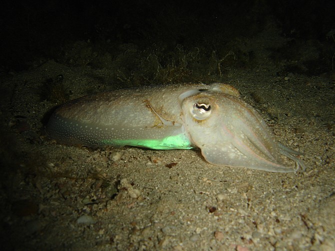 Stella marina