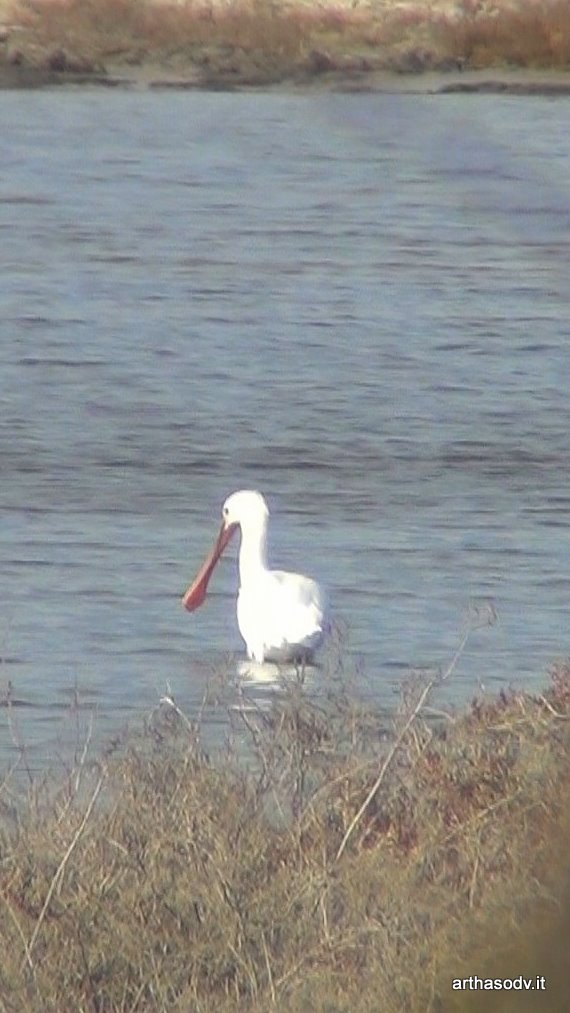 Spatola (Platalea leucorodia)