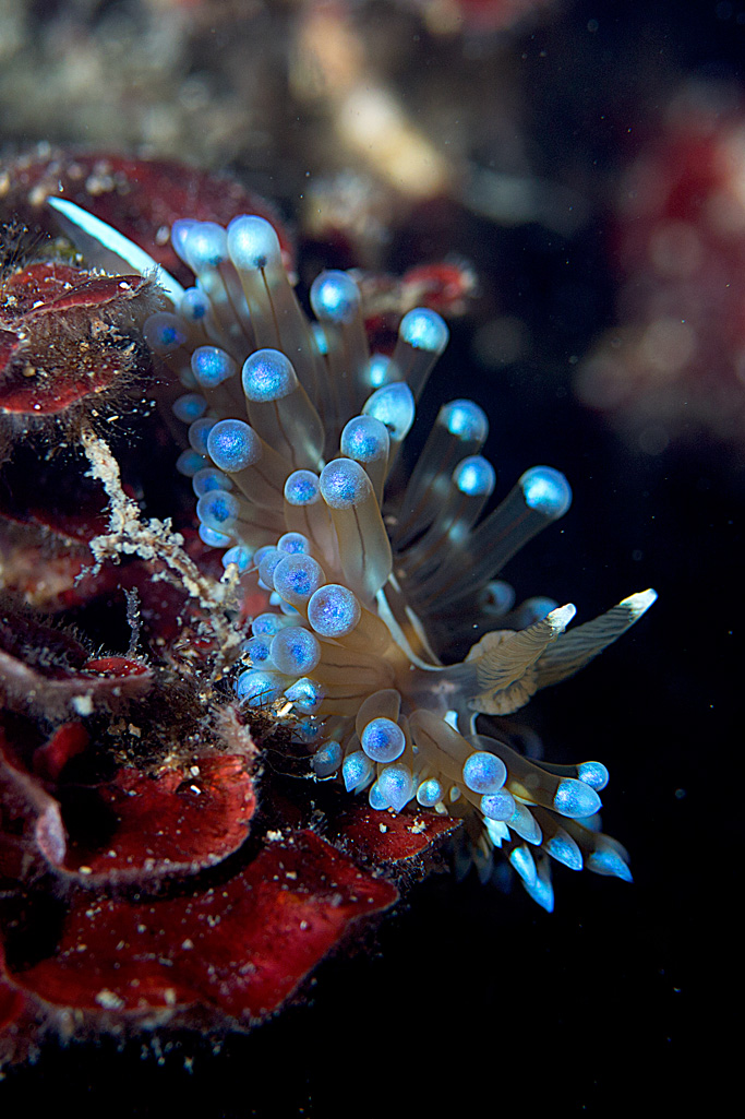 I gioielli del mare