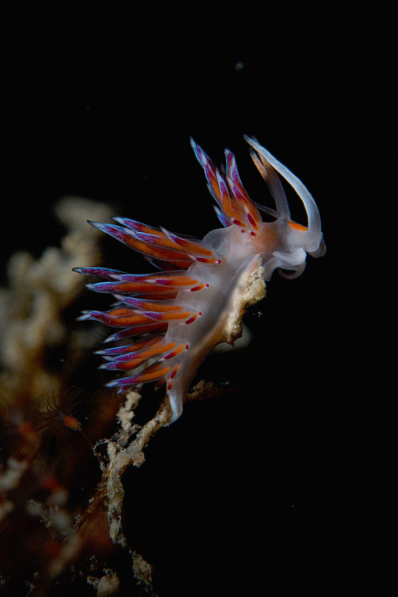 I gioielli del mare