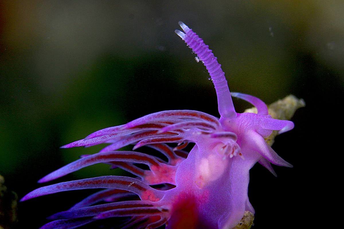 I gioielli del mare