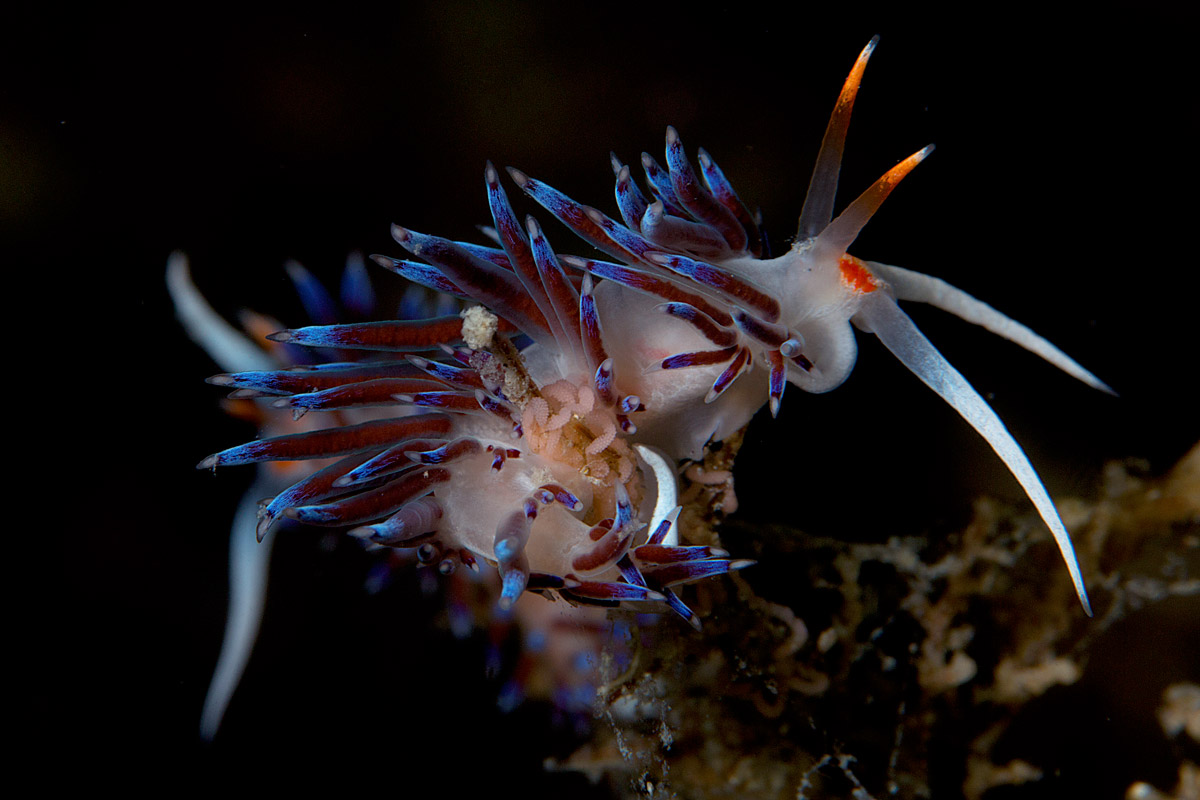 I gioielli del mare