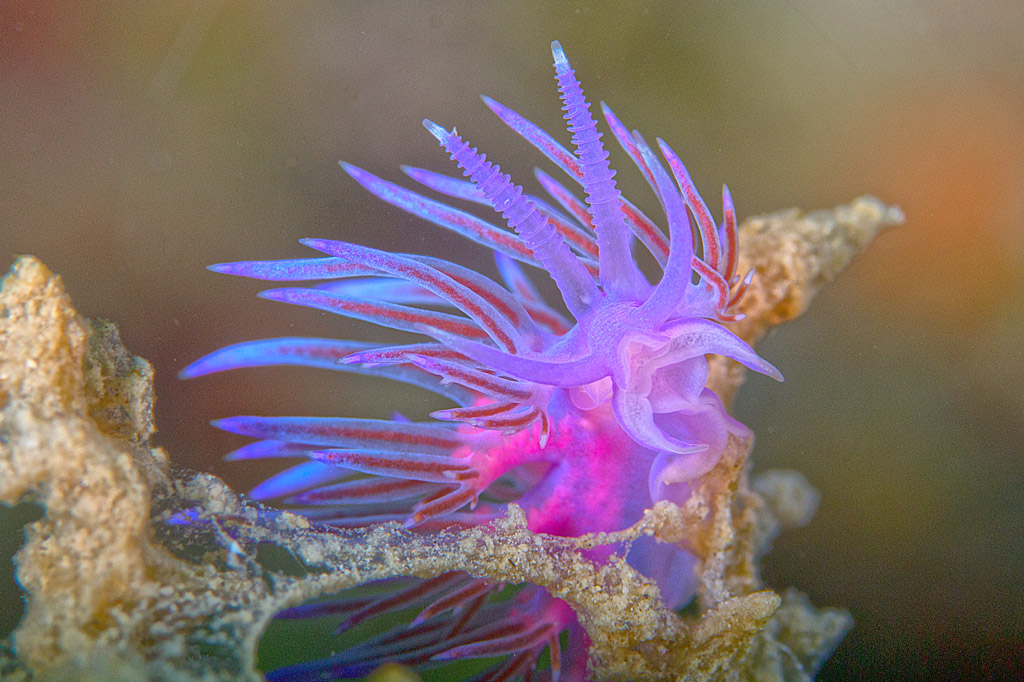 I gioielli del mare