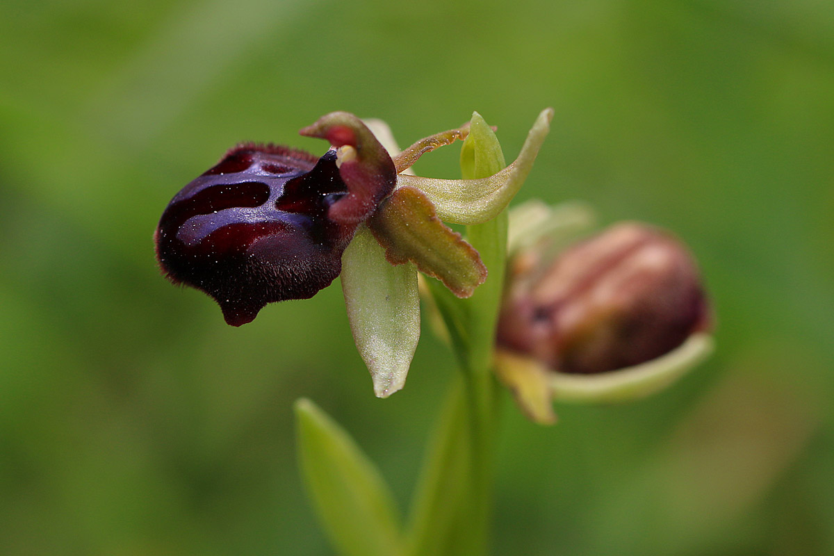 Alcune orchidee spontanee del  Salento