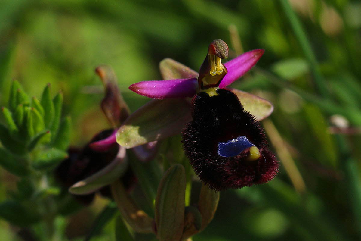 Alcune orchidee spontanee del  Salento