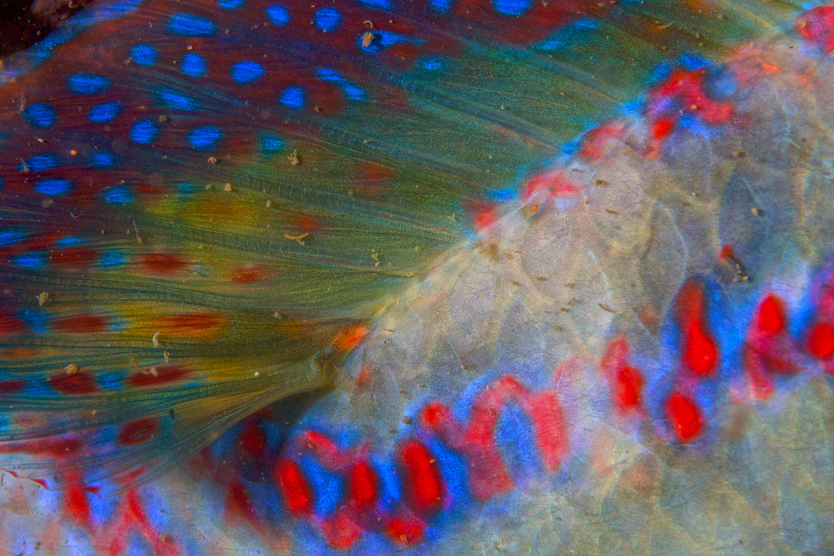 Colori tropicali nel Salento