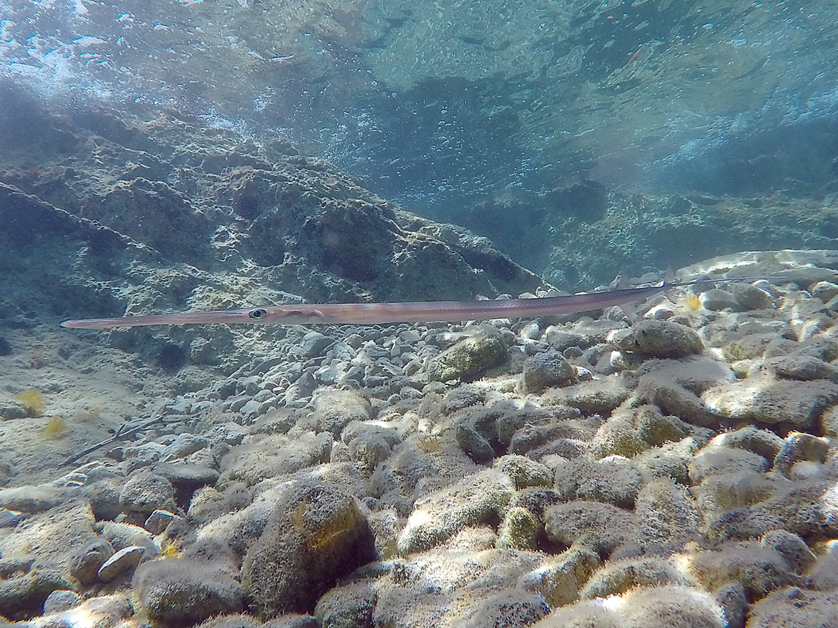 Un alieno fra noi: il pesce flauto