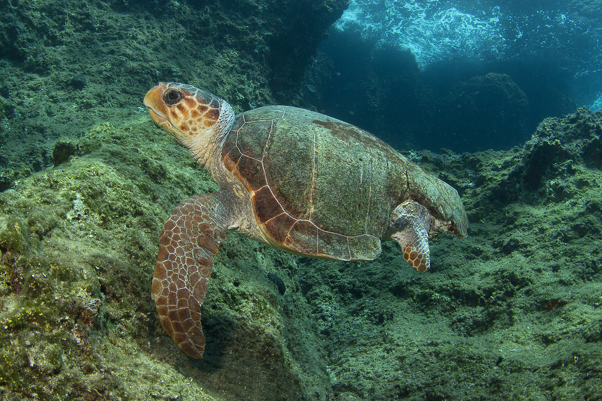 L'incredibile resistenza delle tartarughe di mare