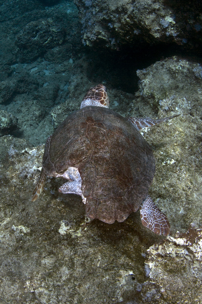 L'incredibile resistenza delle tartarughe di mare