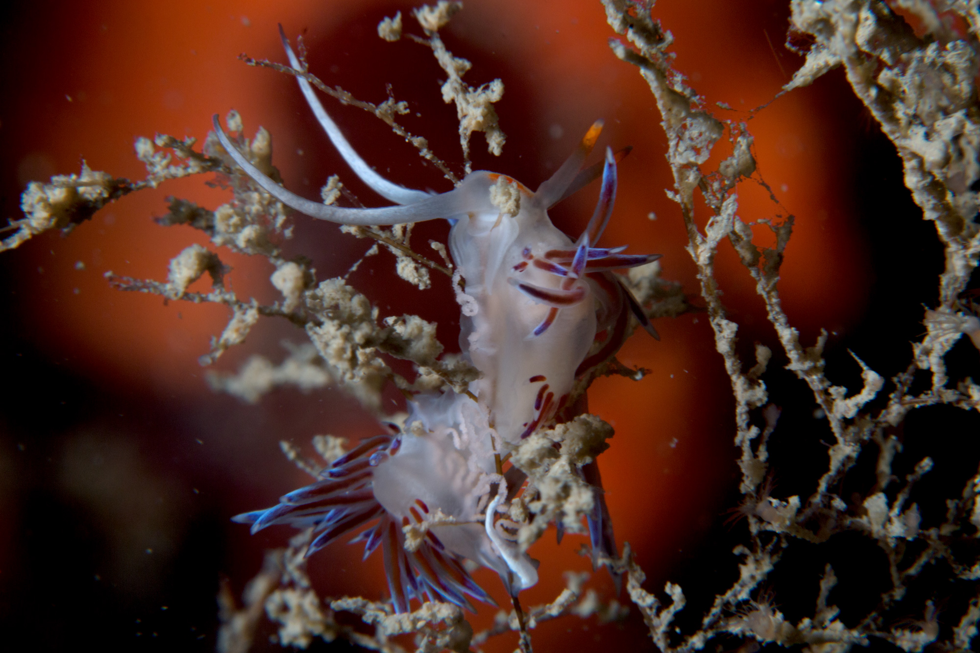Cratena peregrina
