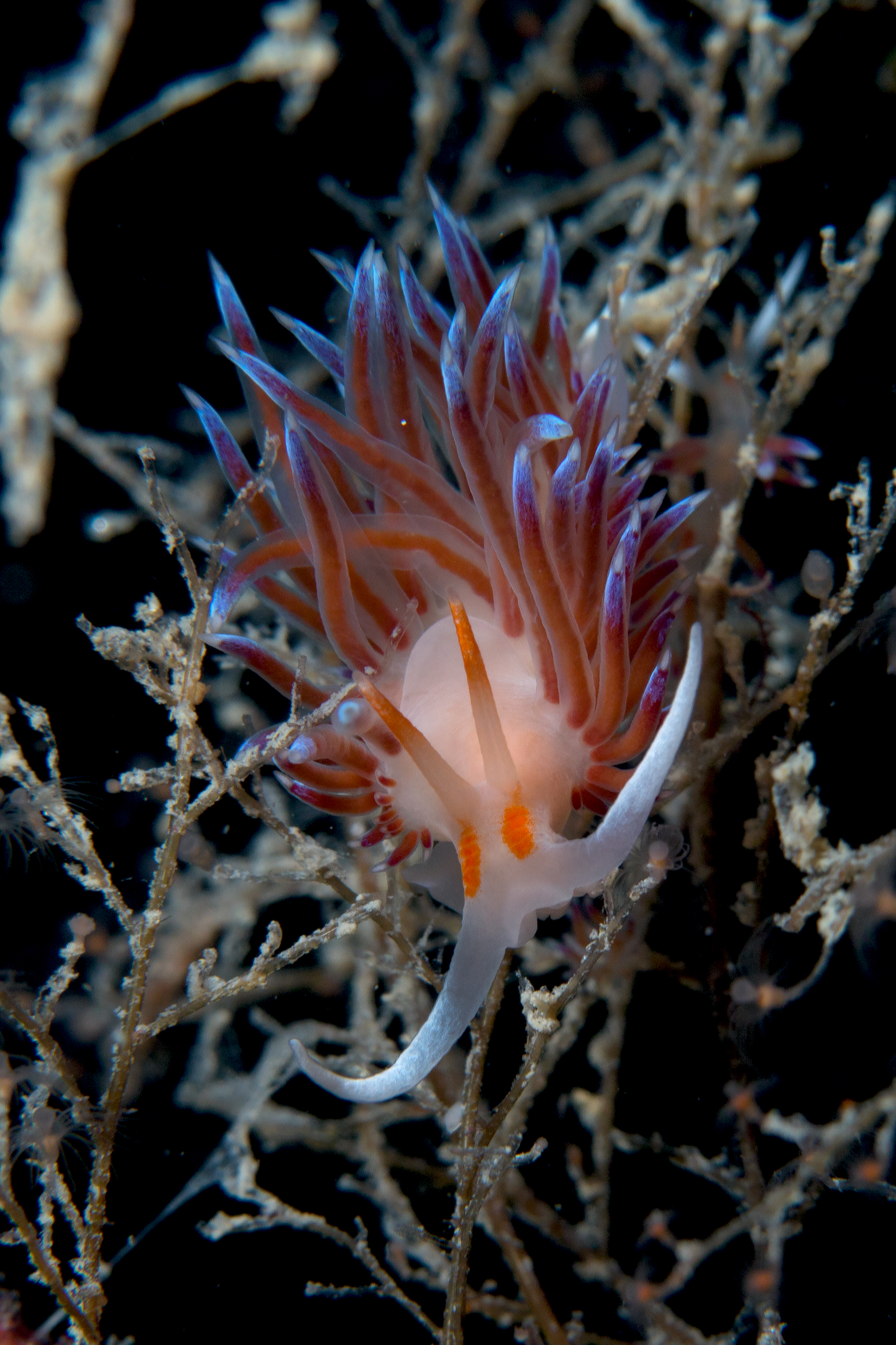 Cratena peregrina
