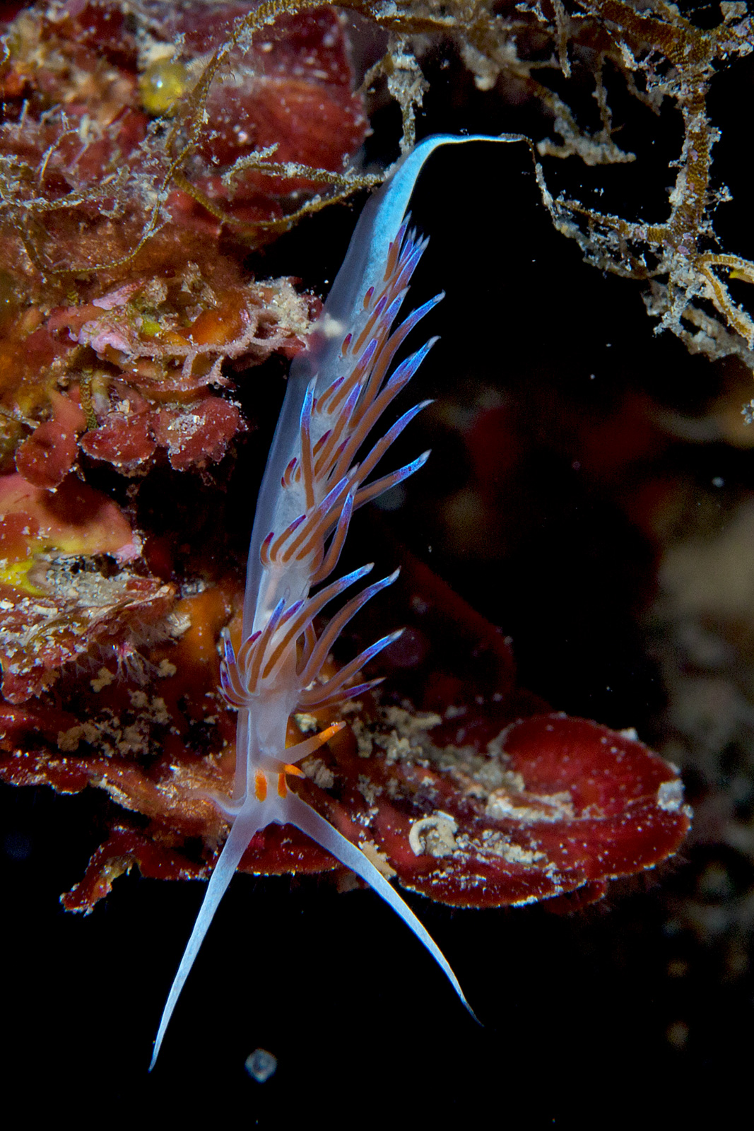 Cratena peregrina
