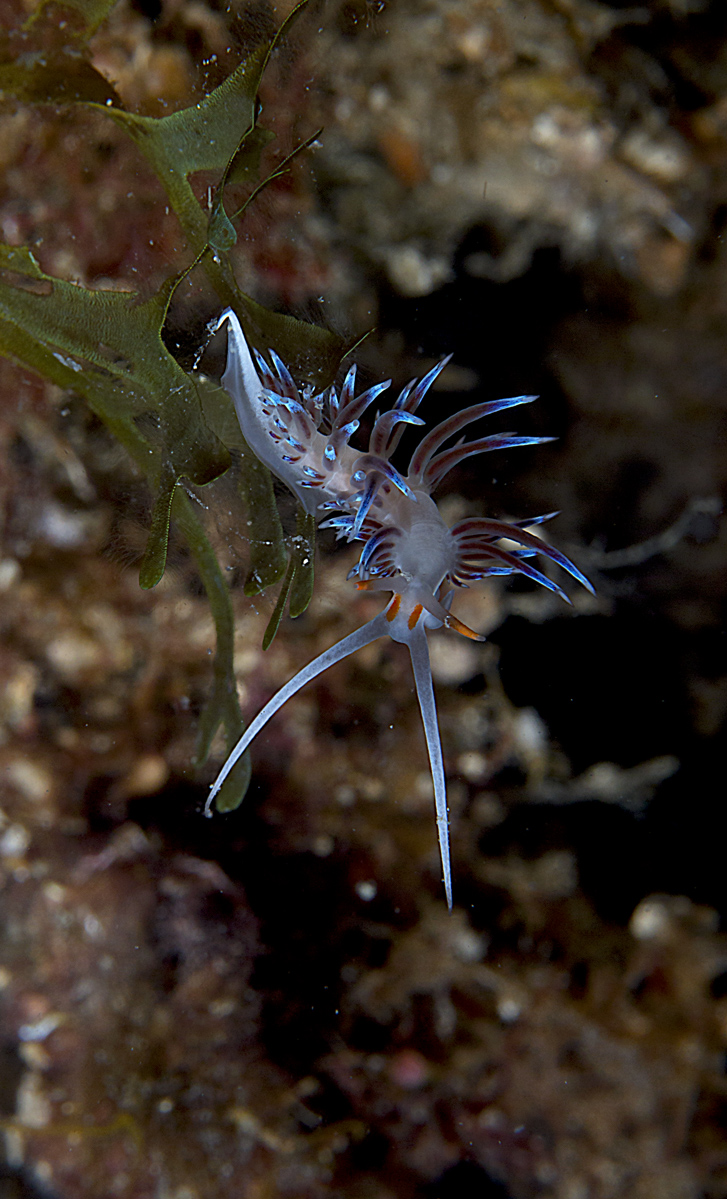 Cratena peregrina